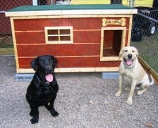 Bear and Bailey - New York
